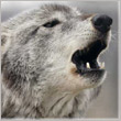 Wolk95